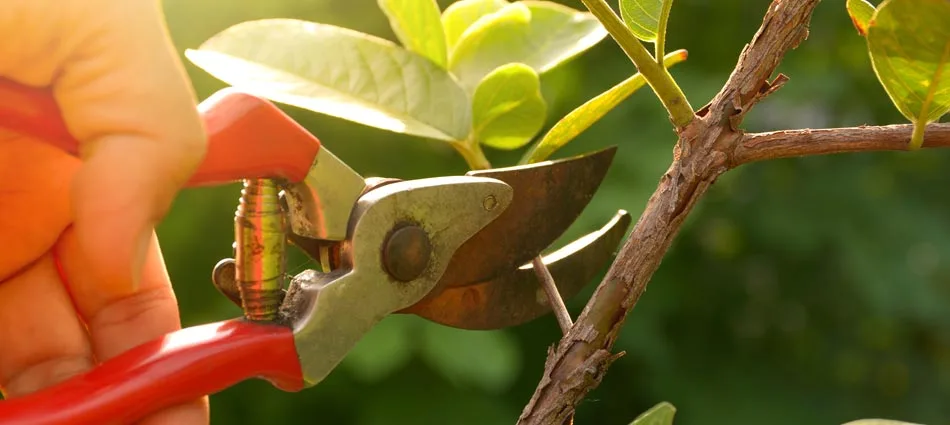 Selective pruning of a plant native to the Washington and surrounding Pennsylvania areas.