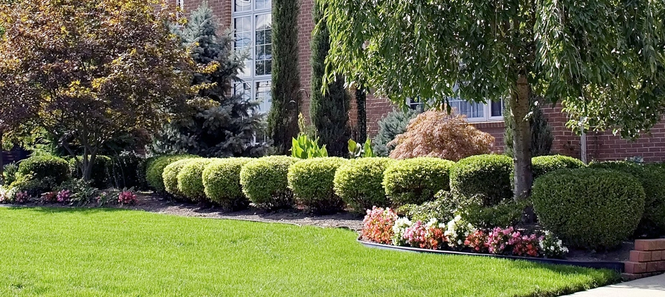 Landscaping bushes in front of a home in Canonsburg that were recently trimmed by our professional crew.