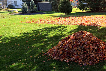 Leaves piled up ready for removal during a fall yard cleanup service