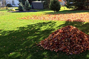 Leaves piled up ready for removal during a fall yard cleanup service